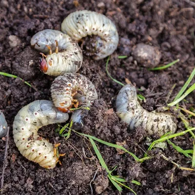 lawn pest control grubs