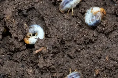 grub infestation