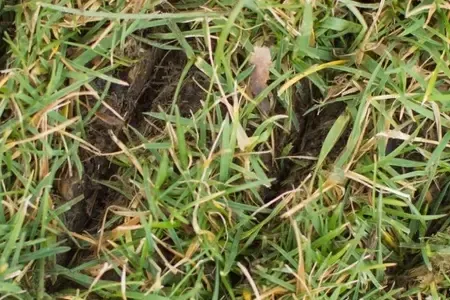 slit seeding