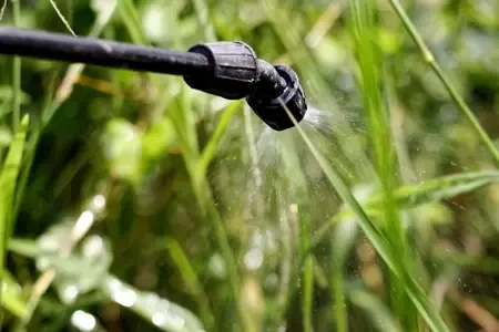 weed control treatment