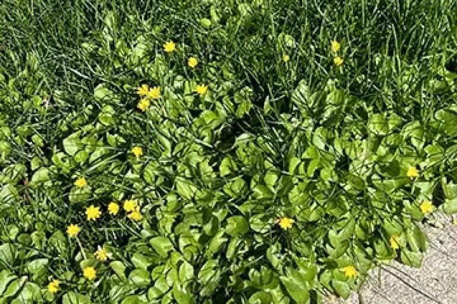 Black Medic Weed invading a yard
