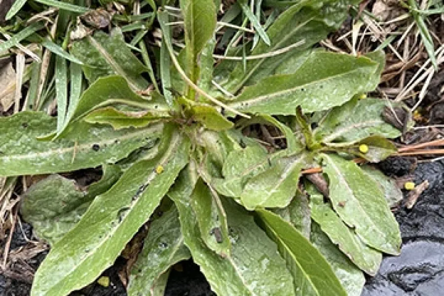 broad leaf plantain weed on lawn border