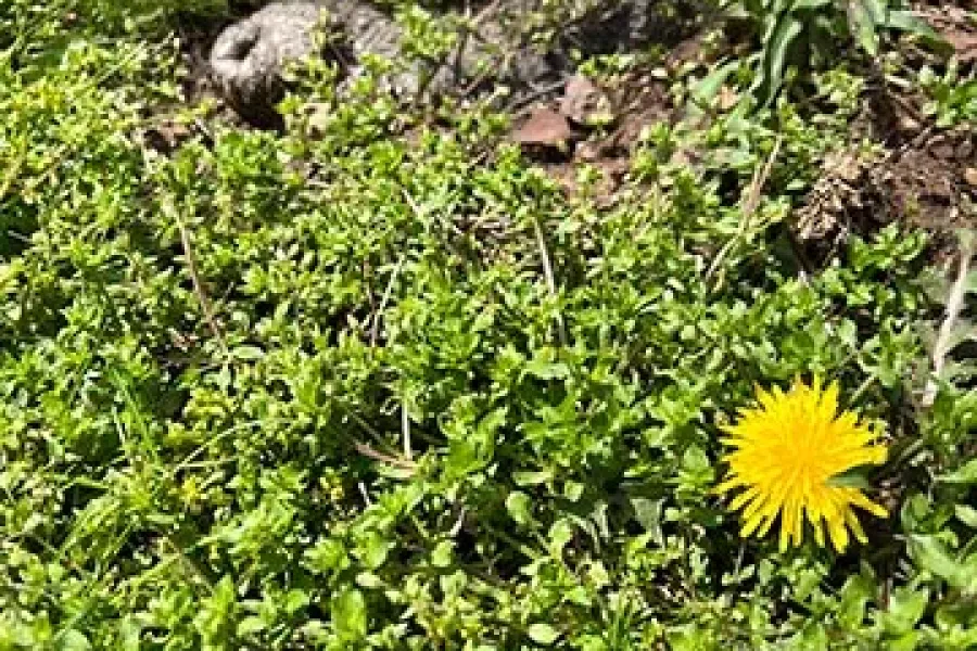dandelion