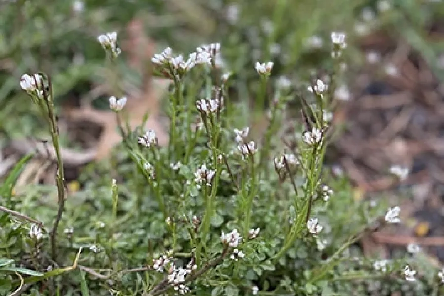 hairy bittercress in bloom