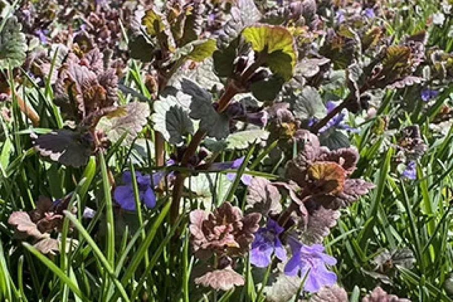 Red deadnettle weeds taking over a lawn
