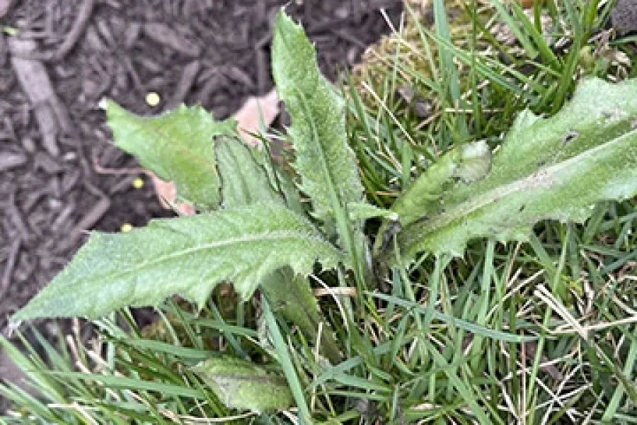 Thistle weed near mulch