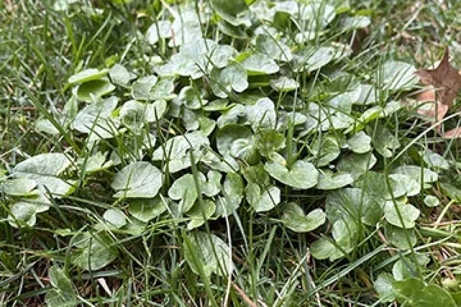 wild violets in Pennsylvania