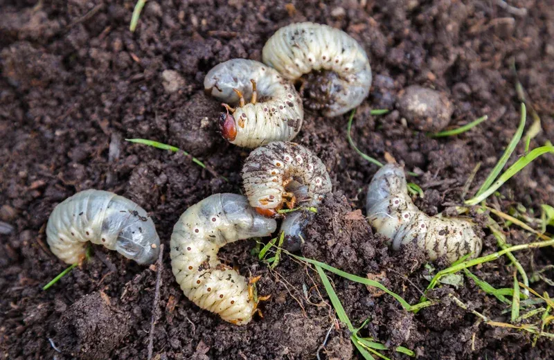 lawn pest grubs in soil