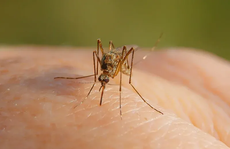 mosquitoes outside