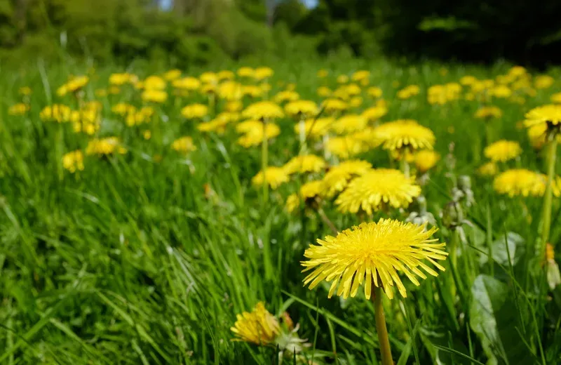 weeds in a yard