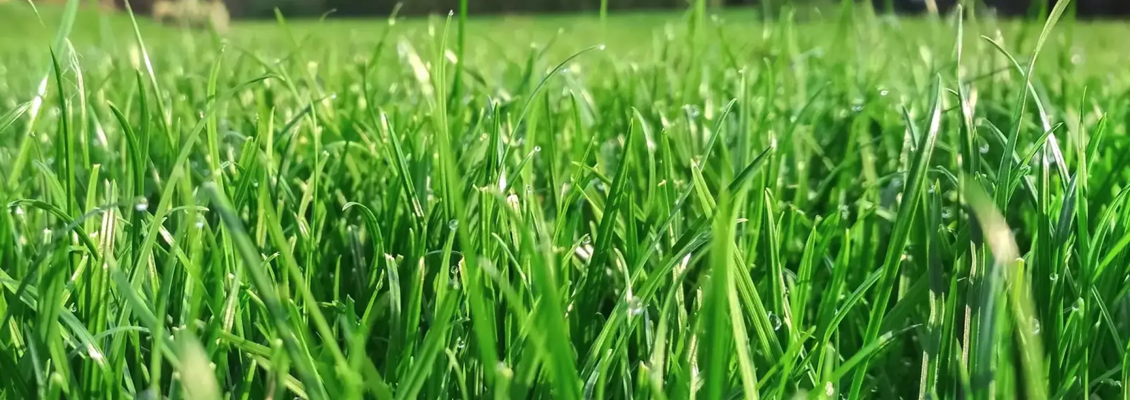 grass bg