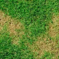 webworm-damage