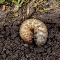 a grub on a patch of soil