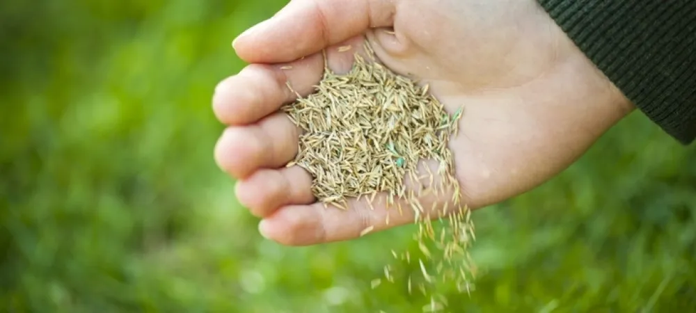 content-hands-pouring-seeds-out-onto-lawn