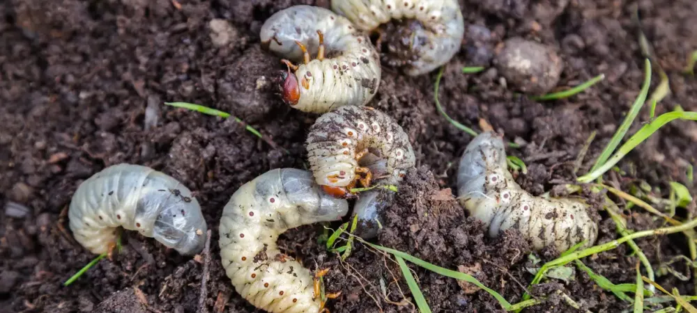 grubs-on-lawn