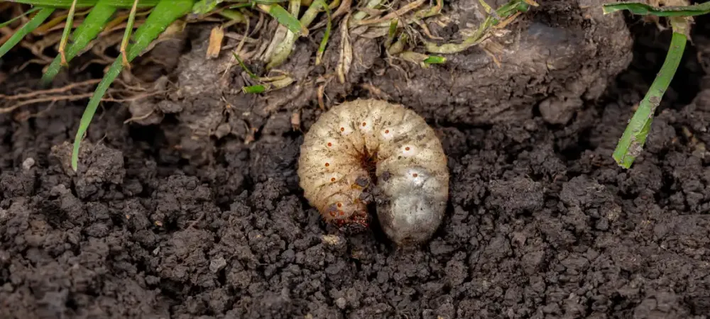 a grub on a patch of soil