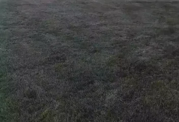 up-close-lawn