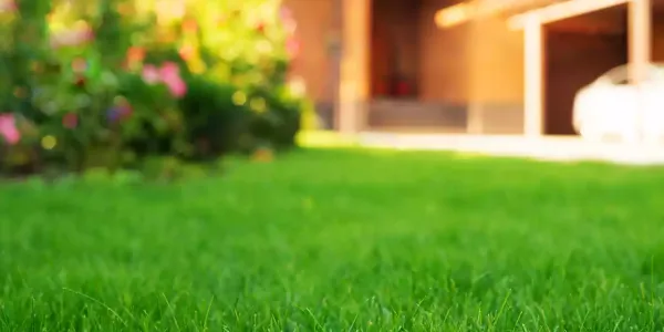 lawn-landscape